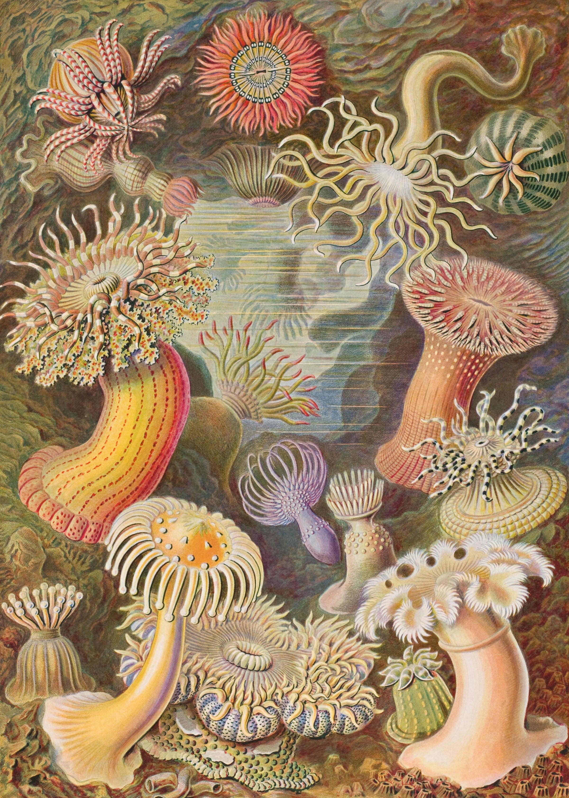 Sea Anemones by Ernst Haeckel - 288 Piece Wooden Jigsaw Puzzle - Nautilus Puzzles - Wooden Jigsaw Puzzles For Adults
