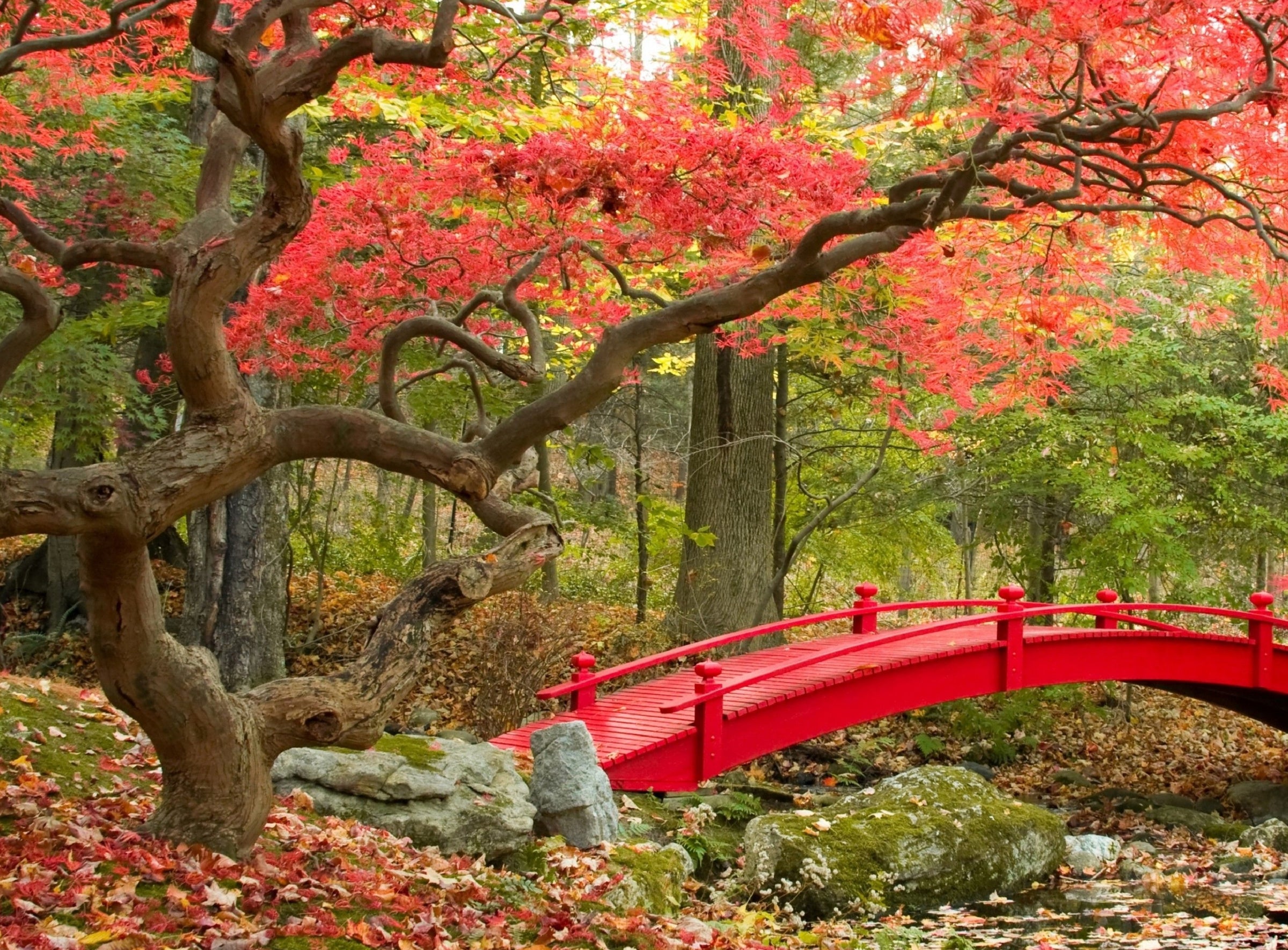 Maple Creek (385 Piece Wooden Jigsaw Puzzle) - Nautilus Puzzles - Wooden Jigsaw Puzzles For Adults