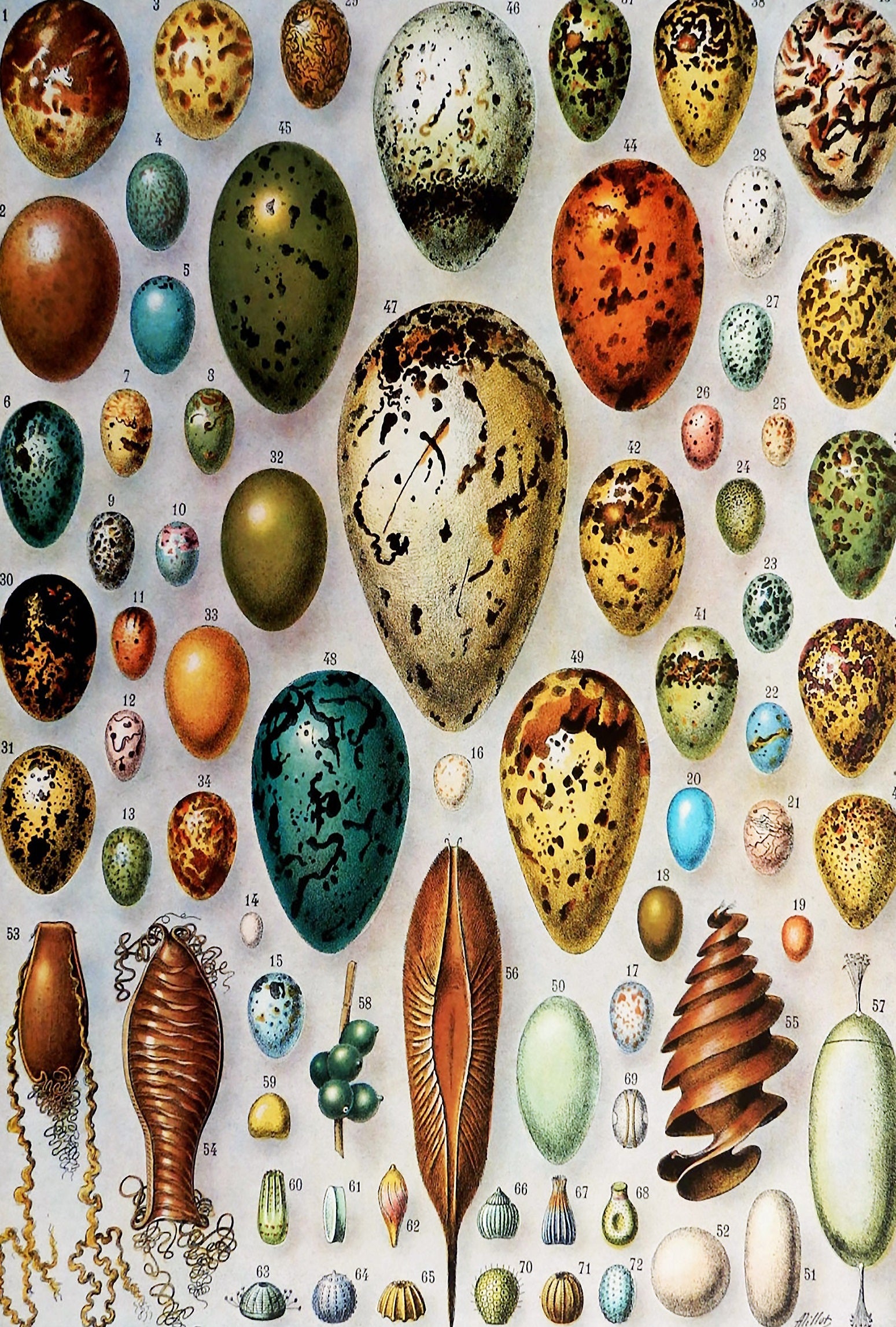 Bird Eggs (50 Piece Mini Wooden Jigsaw Puzzle) - Nautilus Puzzles - Wooden Jigsaw Puzzles For Adults