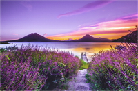 Mini Puzzle | Lavender Lane to the Lake | 69 Pieces