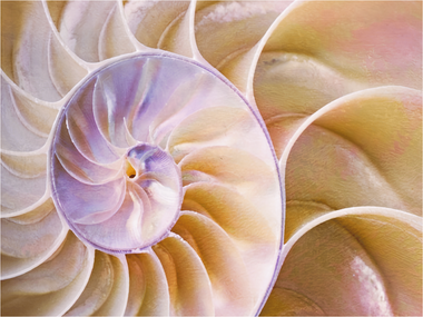 Nautilus Puzzle