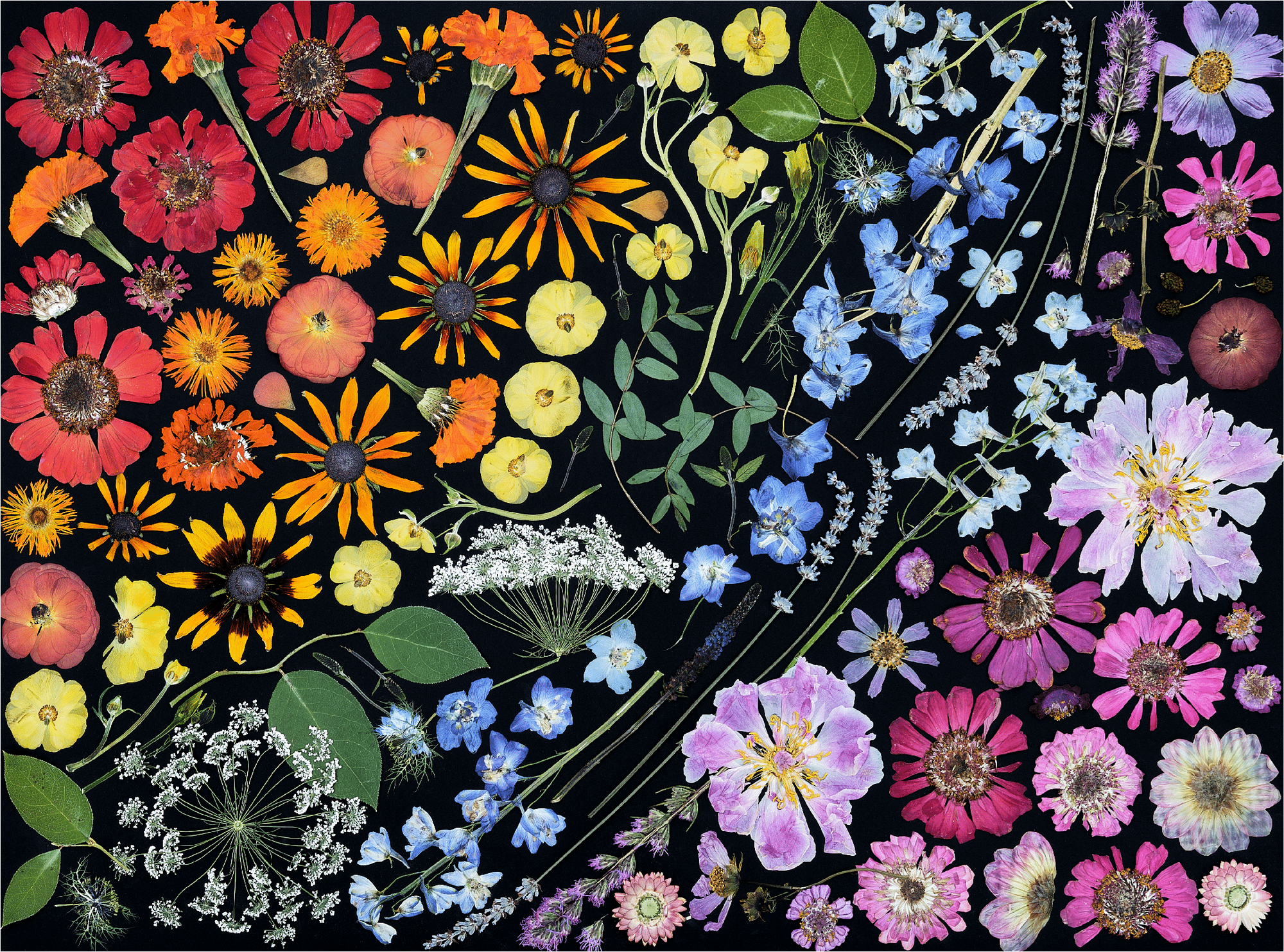 Colorful pressed wildflowers arranged on a black background