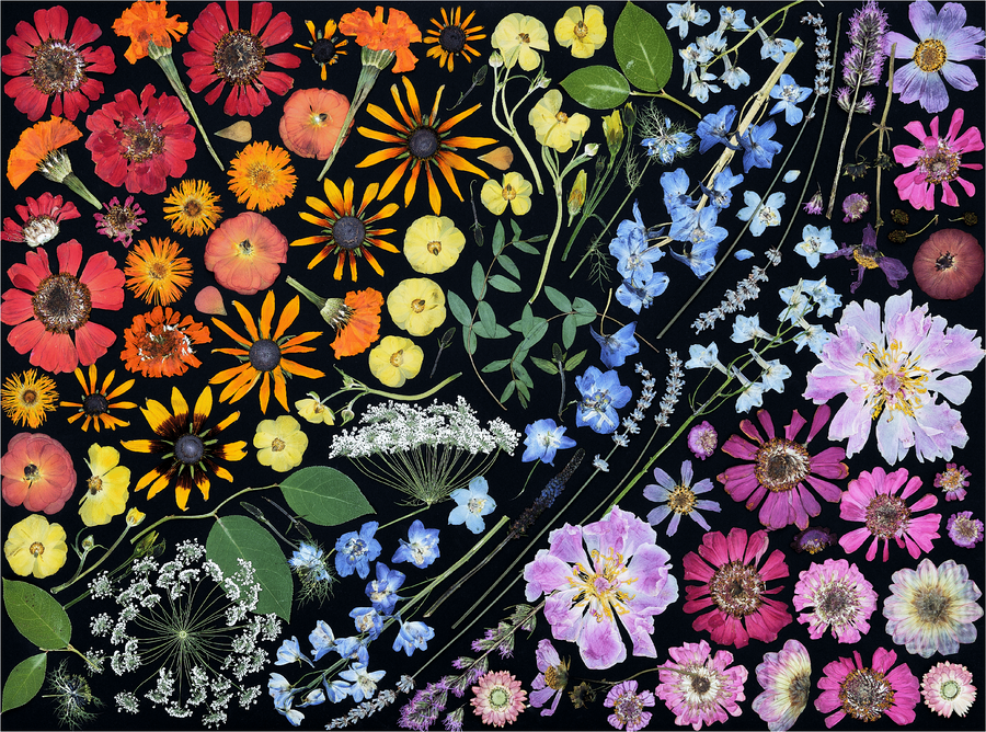 Colorful pressed wildflowers arranged on a black background
