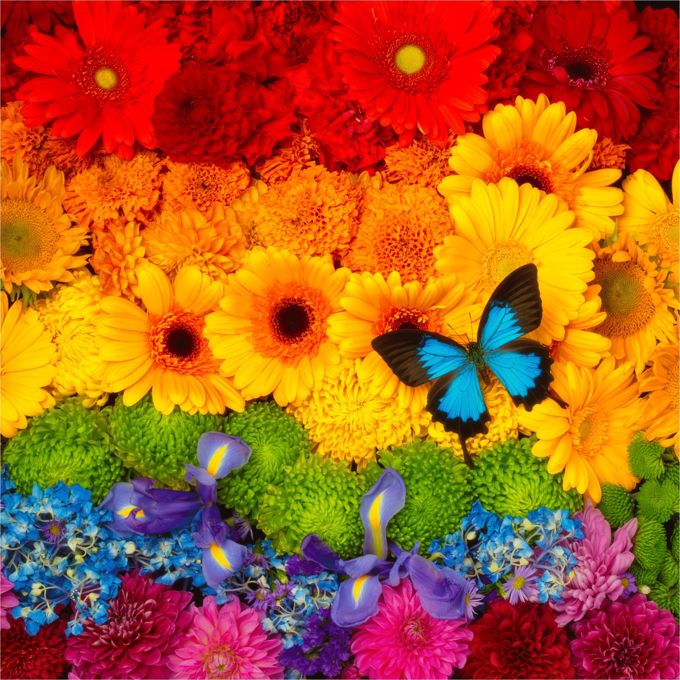 Rainbow Flowers (462 Piece Wooden Jigsaw Puzzle) | Nautilus Puzzles