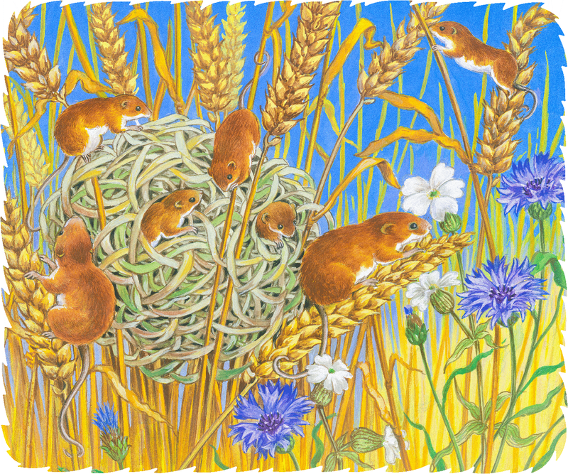 The Summer Nest (50 Piece Wooden Jigsaw Puzzle) - Nautilus Puzzles - Wooden Jigsaw Puzzles For Adults