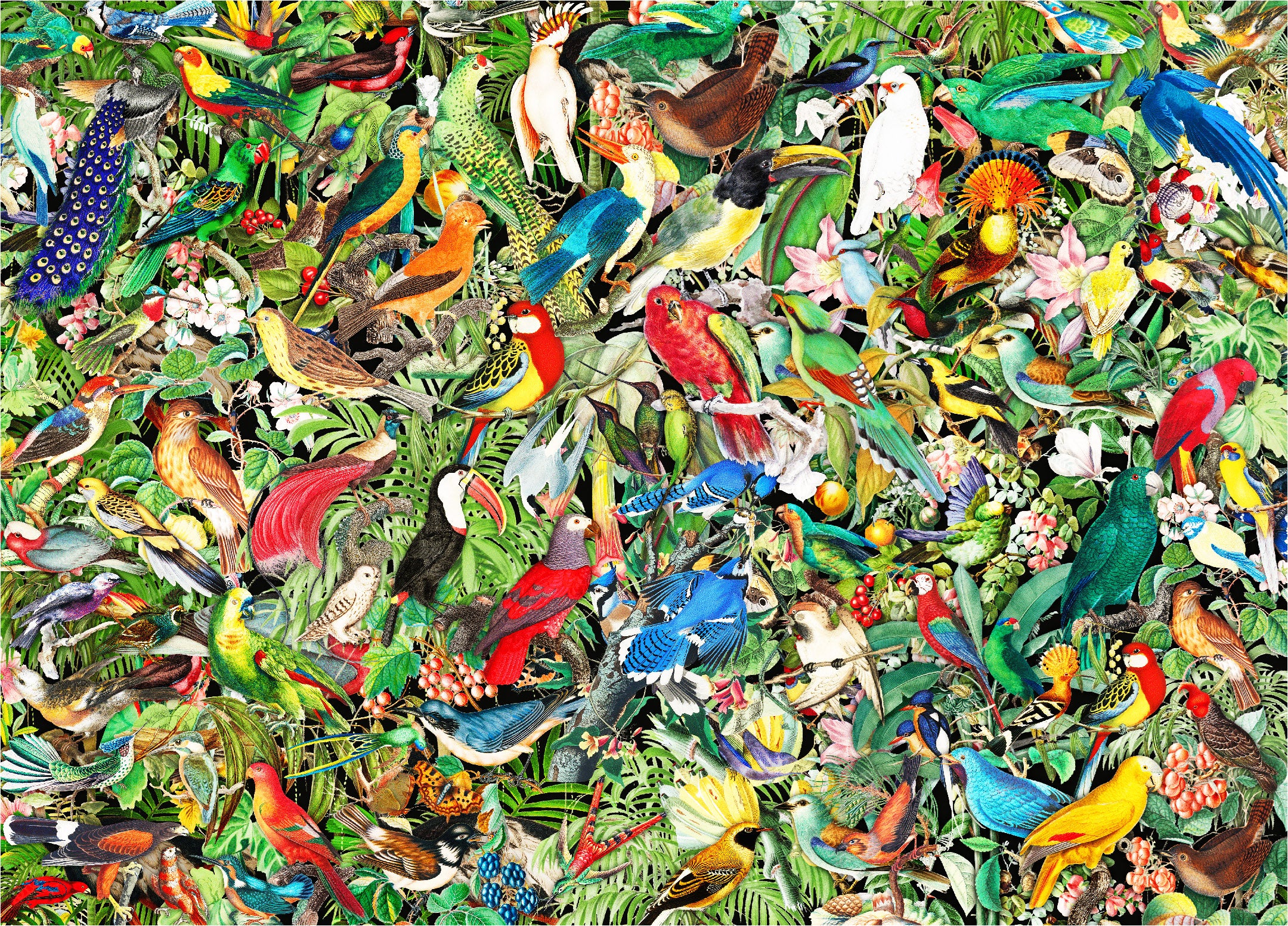Bird Puzzles