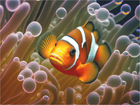 Clowning Around (66 Piece Mini Ocean Wooden Jigsaw Puzzle) - Nautilus Puzzles - Wooden Jigsaw Puzzles For Adults
