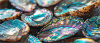 Mini Puzzle | Abalone Shells | 52 Pieces - Nautilus Puzzles - Wooden Jigsaw Puzzles For Adults