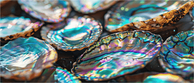 Mini Puzzle | Abalone Shells | 52 Pieces - Nautilus Puzzles - Wooden Jigsaw Puzzles For Adults