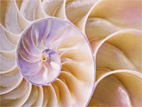 Mini Puzzle | Nautilus Shell | 56 Pieces - Nautilus Puzzles - Wooden Jigsaw Puzzles For Adults
