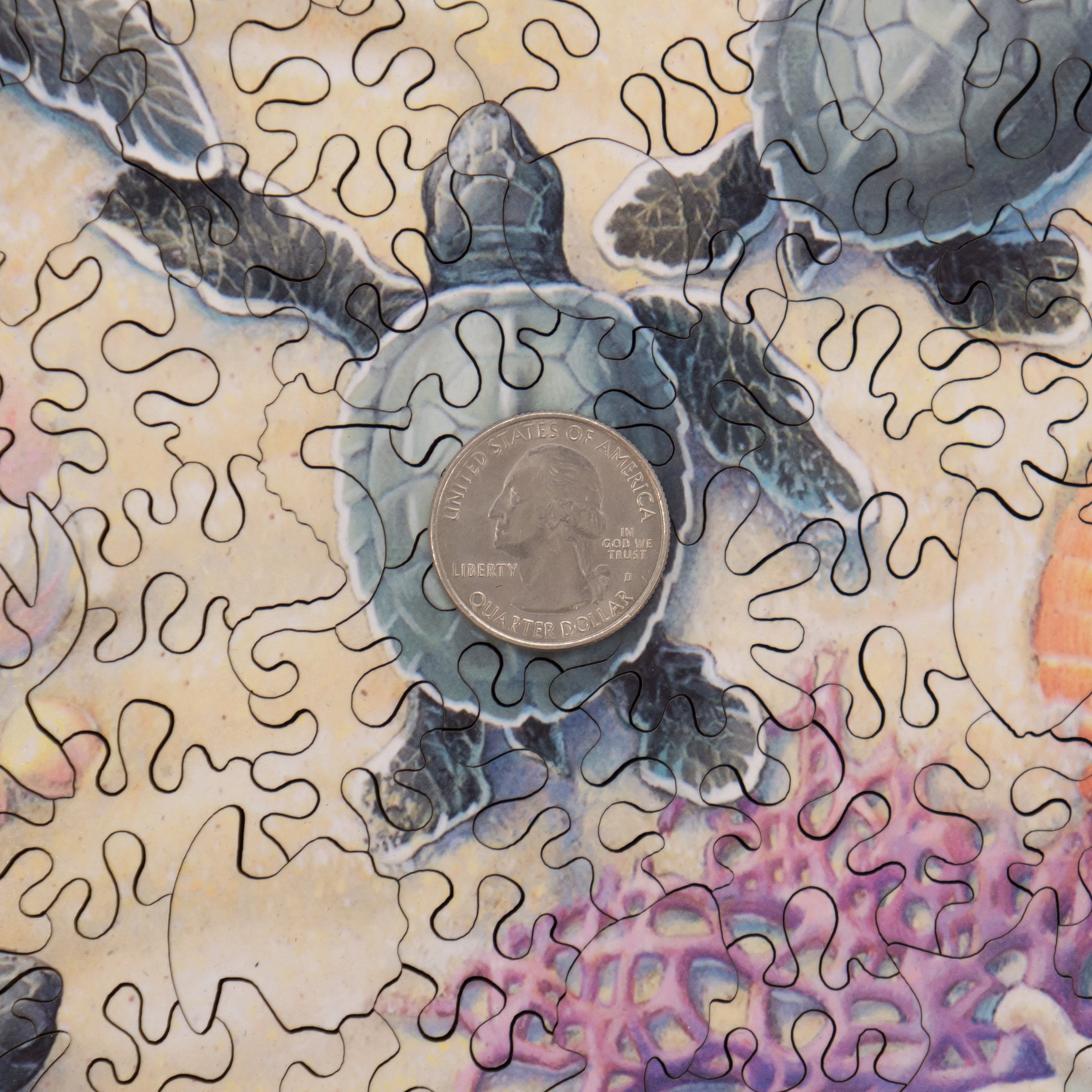 Sea Turtle Puzzles