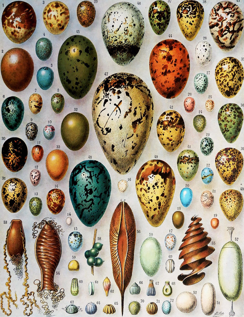 Bird Eggs (258 Piece Wooden Jigsaw Puzzle) - Nautilus Puzzles - Wooden Jigsaw Puzzles For Adults