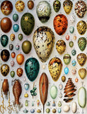 Bird Eggs (258 Piece Wooden Jigsaw Puzzle)