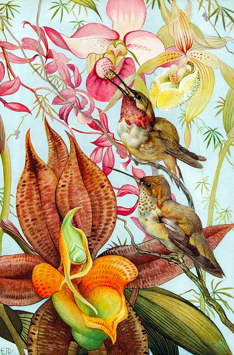 Birds & Orchids (47 Pieces) Mini Wooden Puzzle - Nautilus Puzzles - Wooden Jigsaw Puzzles For Adults