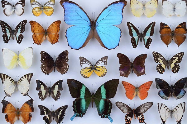 Butterfly Collection (77 Pieces) Mini Wooden Butterfly Puzzle - Nautilus Puzzles - Wooden Jigsaw Puzzles For Adults