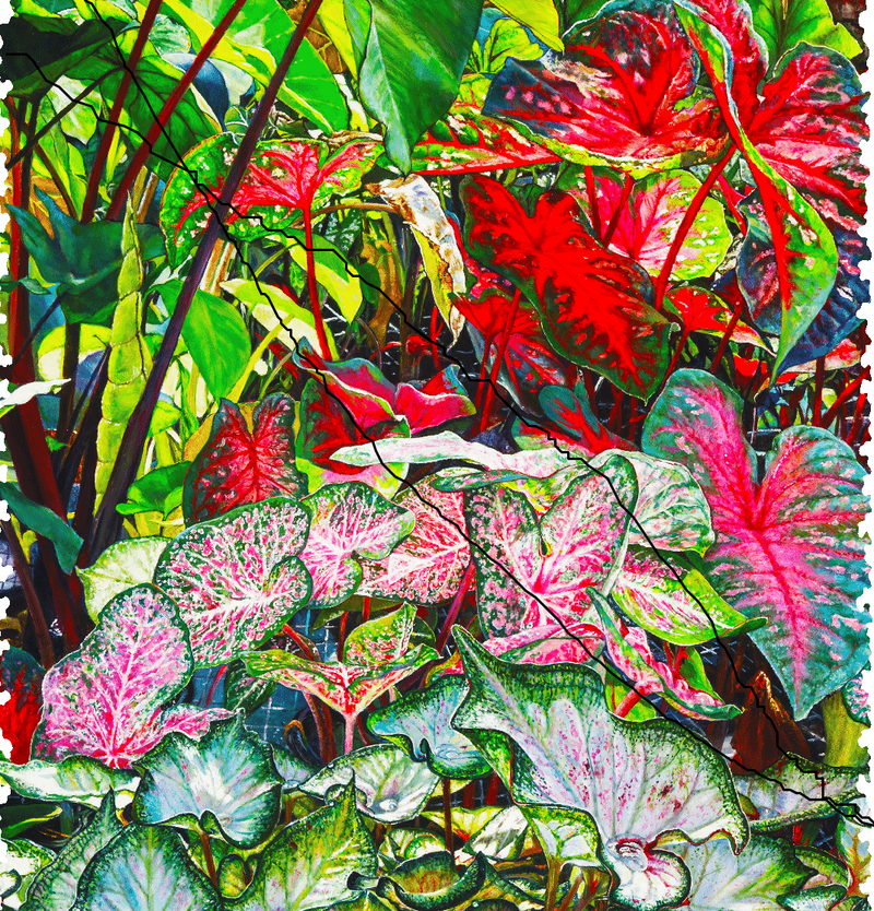 Colorful Caladiums (276 Piece Wooden Jigsaw Puzzle) - Nautilus Puzzles - Wooden Jigsaw Puzzles For Adults