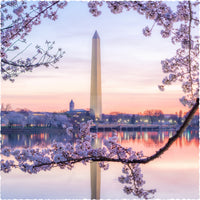 D.C. Cherry Blossoms (325 Piece Wooden Jigsaw Puzzle) - Nautilus Puzzles - Wooden Jigsaw Puzzles For Adults