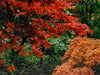 Butchart Gardens in Fall (190 Piece Wooden Jigsaw Puzzle) - Nautilus Puzzles - Wooden Jigsaw Puzzles For Adults