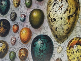 Bird Eggs (258 Piece Wooden Jigsaw Puzzle)