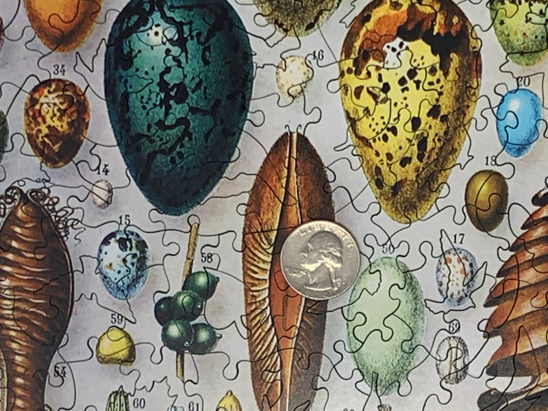 Bird Eggs (258 Piece Wooden Jigsaw Puzzle) - Nautilus Puzzles - Wooden Jigsaw Puzzles For Adults