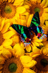 Sunflower Butterfly (78 Pieces) Mini Wooden Butterfly Puzzle - Nautilus Puzzles - Wooden Jigsaw Puzzles For Adults