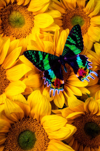 Sunflower Butterfly (78 Pieces) Mini Wooden Butterfly Puzzle - Nautilus Puzzles - Wooden Jigsaw Puzzles For Adults
