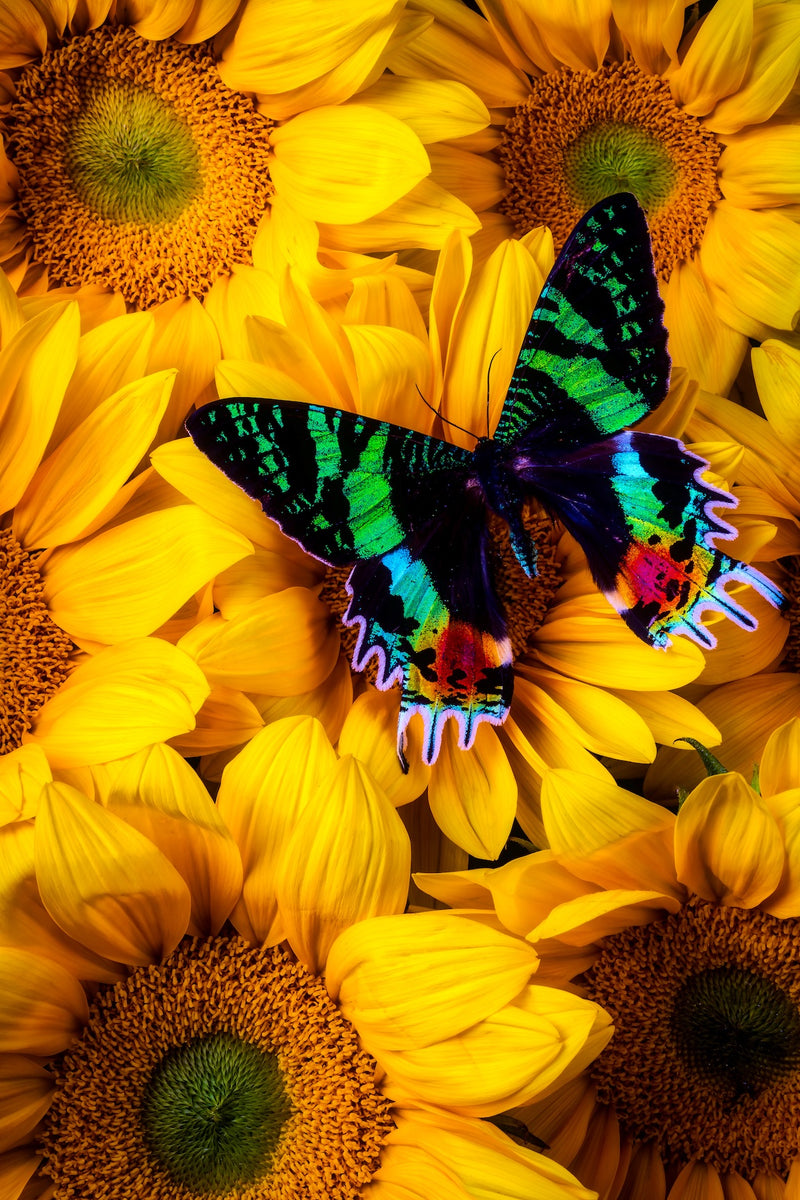 Sunflower Butterfly (78 Pieces) Mini Wooden Butterfly Puzzle - Nautilus Puzzles - Wooden Jigsaw Puzzles For Adults