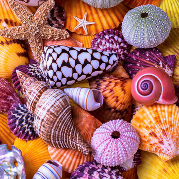 Ocean Treasures (145 Piece Ocean Wooden Jigsaw Puzzle) - Nautilus Puzzles - Wooden Jigsaw Puzzles For Adults