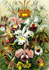 Haeckel's Orchids - 472 Piece Wooden Jigsaw Puzzle - Nautilus Puzzles - Wooden Jigsaw Puzzles For Adults