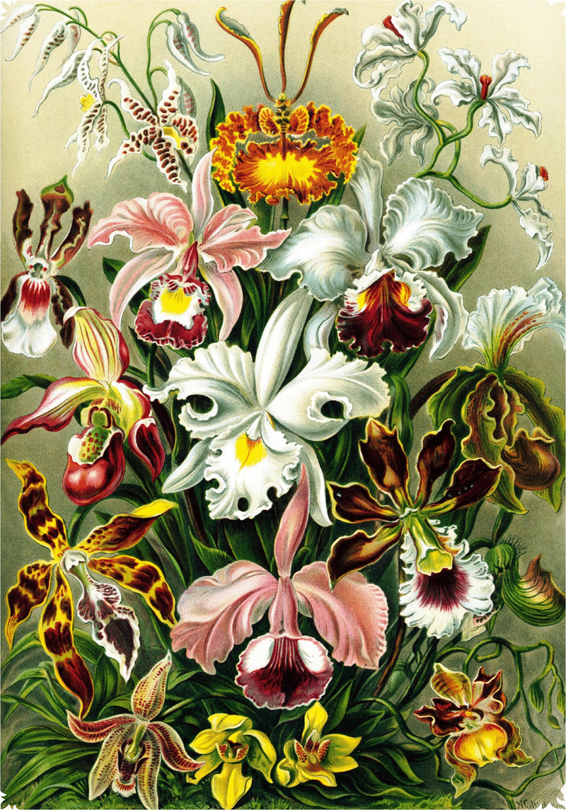 Haeckel's Orchids - 472 Piece Wooden Jigsaw Puzzle - Nautilus Puzzles - Wooden Jigsaw Puzzles For Adults