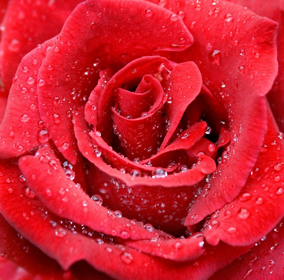 Raindrops on a Red Rose - 59 Piece Mini Valentine's Day Wooden