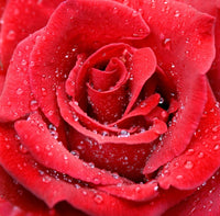 Raindrops on a Red Rose - 59 Piece Mini Valentine's Day Wooden Puzzle - Nautilus Puzzles - Wooden Jigsaw Puzzles For Adults