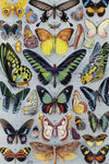Vintage Butterflies (77 Pieces) Mini Wooden Photo Puzzle - Nautilus Puzzles - Wooden Jigsaw Puzzles For Adults