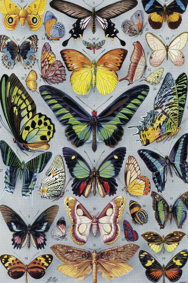 Vintage Butterflies (77 Pieces) Mini Wooden Photo Puzzle - Nautilus Puzzles - Wooden Jigsaw Puzzles For Adults