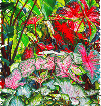 Colorful Caladiums (276 Piece Wooden Jigsaw Puzzle) - Nautilus Puzzles - Wooden Jigsaw Puzzles For Adults