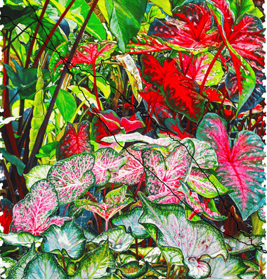 Colorful Caladiums (276 Piece Wooden Jigsaw Puzzle) - Nautilus Puzzles - Wooden Jigsaw Puzzles For Adults