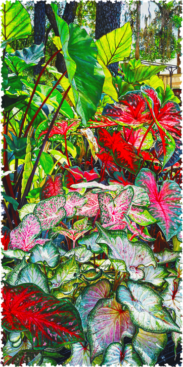 Colorful Caladiums (276 Piece Wooden Jigsaw Puzzle) - Nautilus Puzzles - Wooden Jigsaw Puzzles For Adults