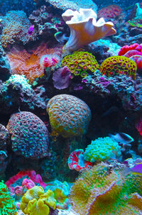 Coral Reef (51 Piece Mini Ocean Wooden Jigsaw Puzzle) - Nautilus Puzzles - Wooden Jigsaw Puzzles For Adults