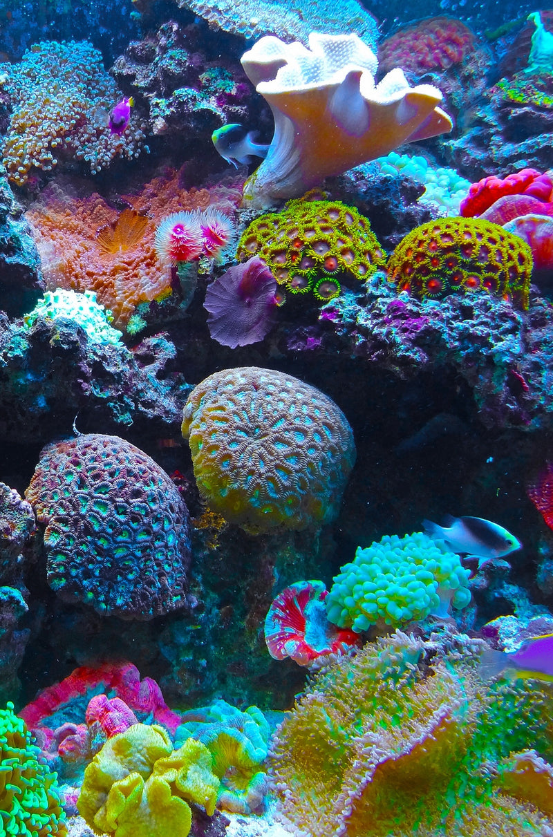 Coral Reef (51 Piece Mini Ocean Wooden Jigsaw Puzzle) - Nautilus Puzzles - Wooden Jigsaw Puzzles For Adults