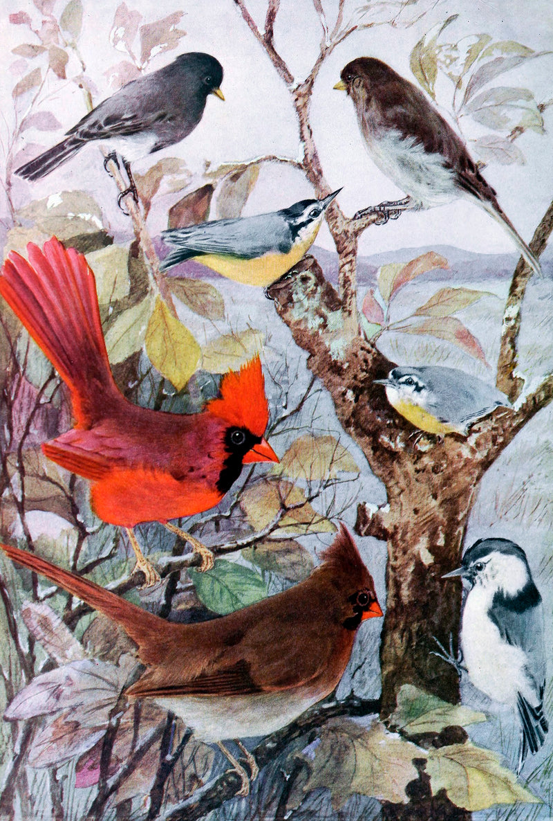 Field Birds (50 Piece Mini Wooden Jigsaw Puzzle) - Nautilus Puzzles - Wooden Jigsaw Puzzles For Adults